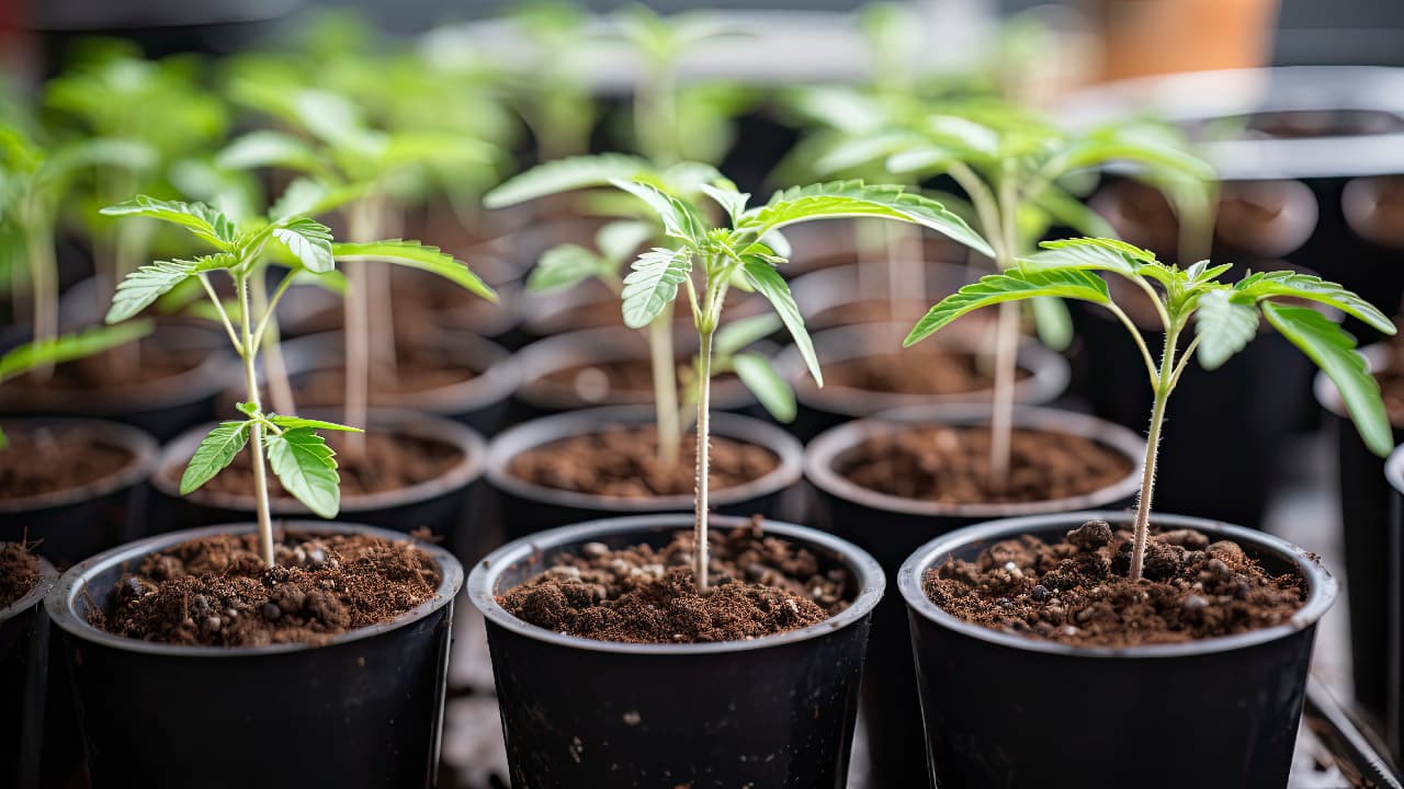 Cannabis clones