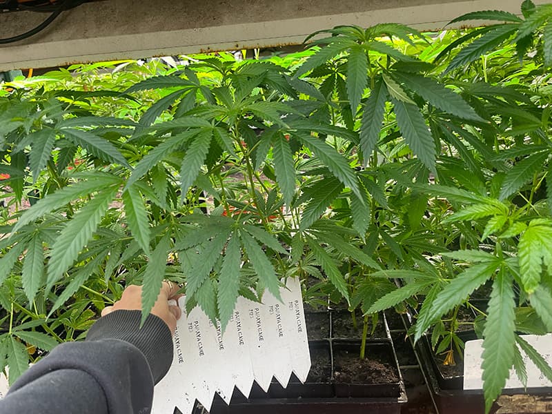 Ready to flower plants